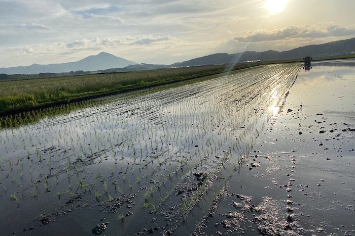 田んぼ